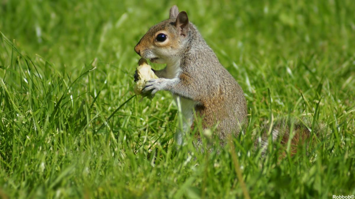 Regular contributor Robbob took this picture of a hungry squirrel eating his lunch in Nanny Goat Park, Fingerpost.