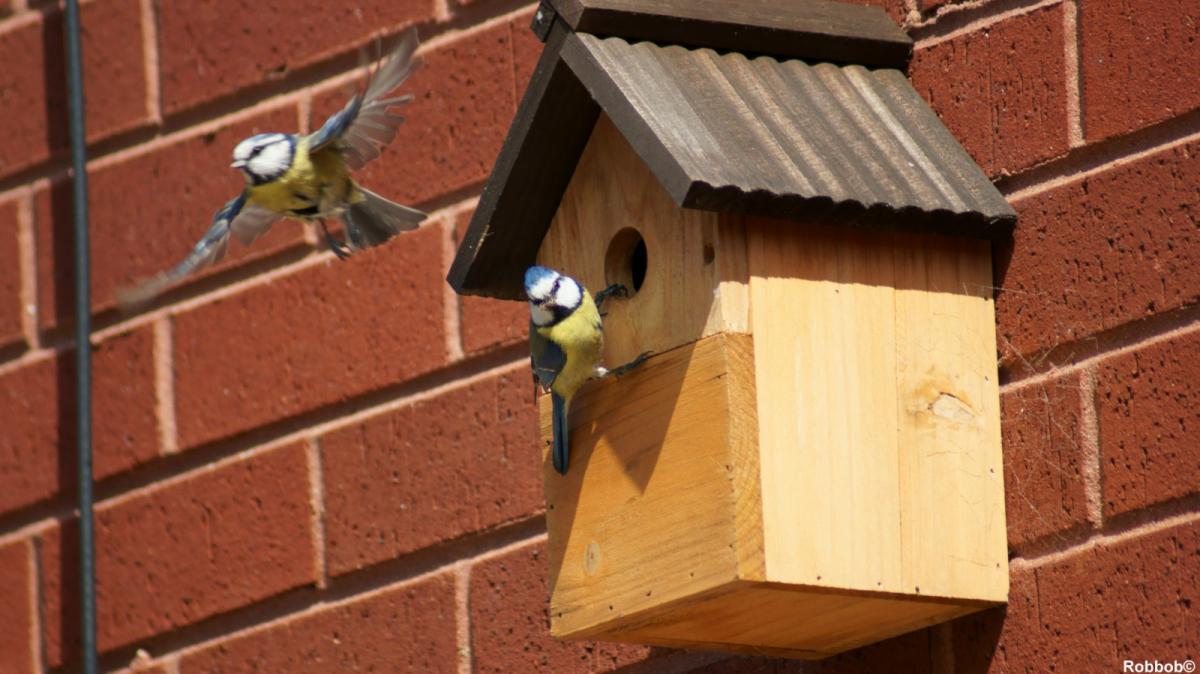 Regular contributor Robbob took this picture of a blue tit family in Fingerpost.