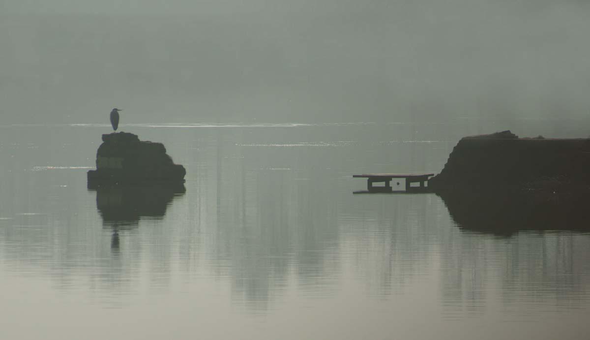 Regular Star contributor Robbob sent us this picture of a heron in the morning mist at Carr Mill Dam.