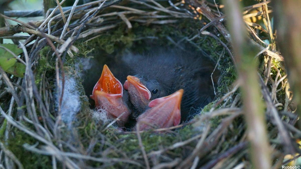 These hungry little robins were snapped in their nest by regular Star contributor Robbob.
