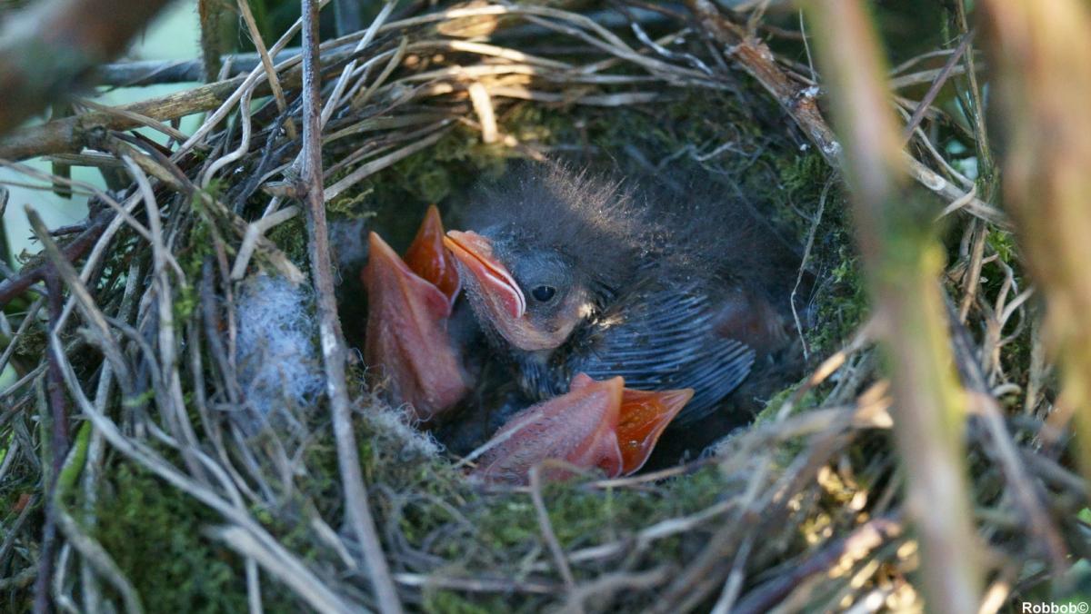These hungry little robins were snapped in their nest by regular Star contributor Robbob.