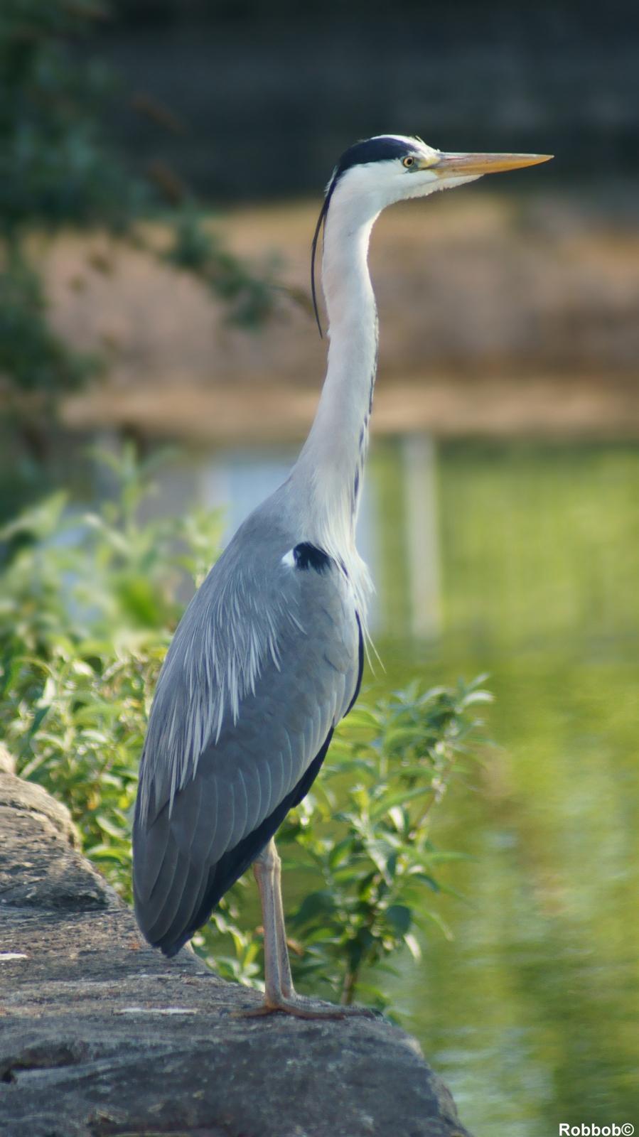 Regular Star contributor Robbob sent in this lovely picture of a grey heron at Pocket Nook, St Helens.