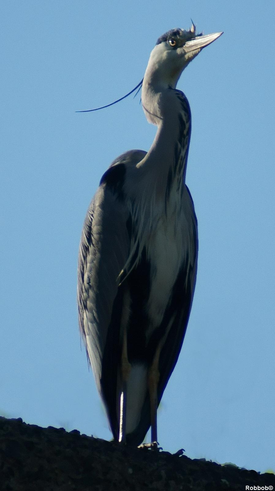 Regular Star contributor Robbob sent in this lovely picture of a grey heron at Pocket Nook, St Helens.