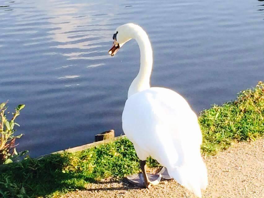 Star reader Leisa sent in these lovely pictures of a swan at Stadt Moers Park.