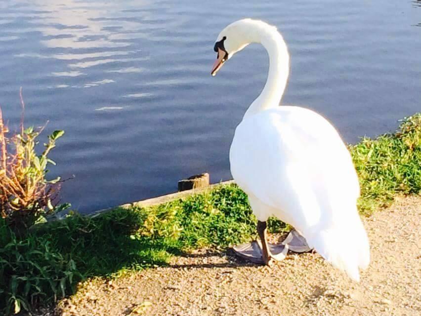 Star reader Leisa sent in these lovely pictures of a swan at Stadt Moers Park.