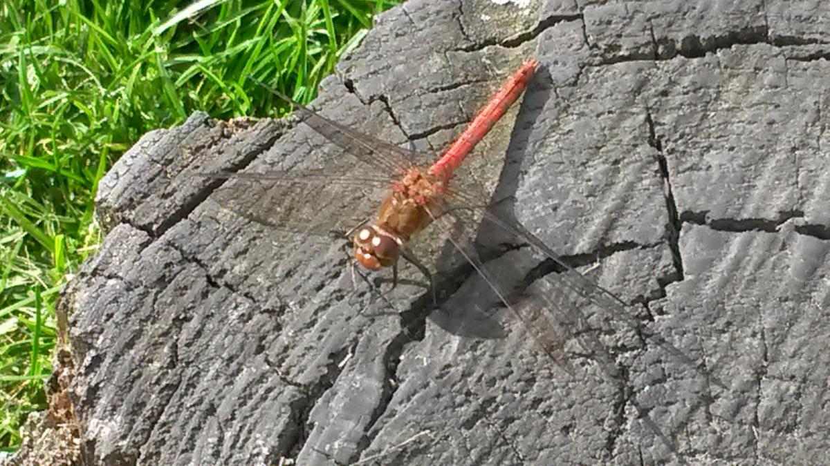 Star reader Sara Dolan took this lovely picture of a dragonfly at King Georges V Park in the sunshine.