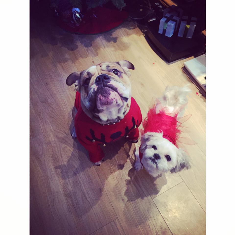 SANTA PAWS: Readers' Christmas pet pictures - St Helens Star