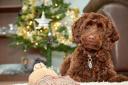 Keep pets safe this Christmas by knowing the dangers the festive season can create. Picture: RSPCA