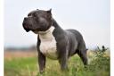 The American Bully XL is closely related to the banned Pit Bull Terrier breed, but is not subject to any legal restrictions itself