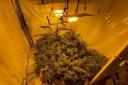 A cannabis farm found by Merseyside Police