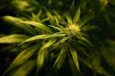 A cannabis farm was discovered