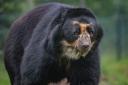 New male andean bear 'Obe' arrives at Chester Zoo to help save his species.