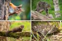 These rare animals are found in various locations across the UK from the Scottish Highlands to Surrey.