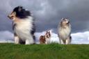 Photos of your four-legged friends enjoying a St Helens dog walk