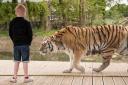 A tiger at Knowsley Safari Park,