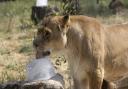 An African lion enjoying some ice in the heat at Knowsley Safari Park