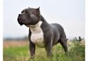 The American Bully XL is closely related to the banned Pit Bull Terrier breed, but is not subject to any legal restrictions itself