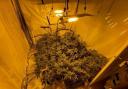 A cannabis farm found by Merseyside Police