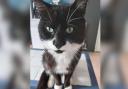 Beloved family cat Domino was found poisoned on November 5