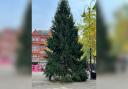 Christmas Tree in Victoria Square 2023