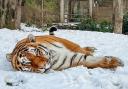 A tiger in the snow