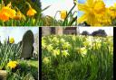 Delightful daffodils around St Helens on St David's Day