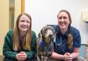 Vet Stephanie Walsh with Stanley and his owner Helen Stout at Rutland House Vets in St Helens.