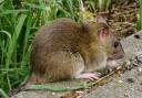 There was a large jump in rodent callouts during the pandemic