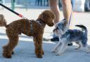 Introducing a new dog to an existing pet at home can be nervous, but there are ways to manage it