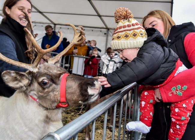 A youngster giving the Reindeer a stroke