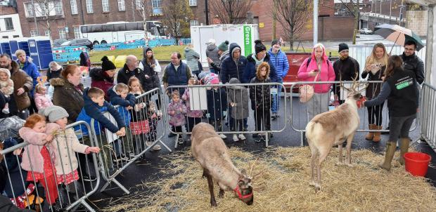 St Helens Star: The reindeers will be back in the borough this weekend, as they travel to Earlestown town centre