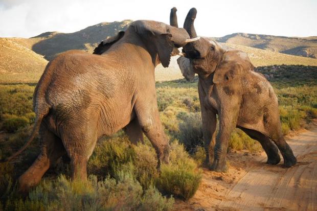 St Helens Star: Elephants at the Big Five Safari experience. Credit: TripAdvisor