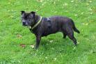 Shiann is at Dogs Trust Merseyside waiting for her forever home