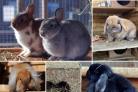 5 rabbits at the Oxfordshire Animal Sanctuary. Credit: Oxfordshire Animal Sanctuary