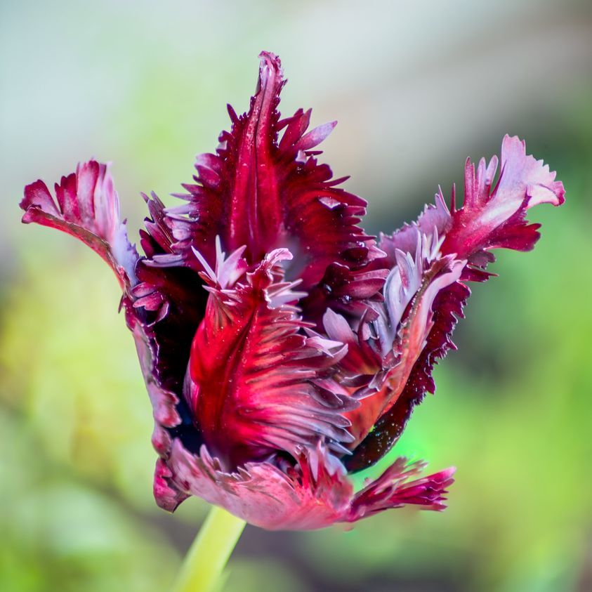 Dave Parrys tulip