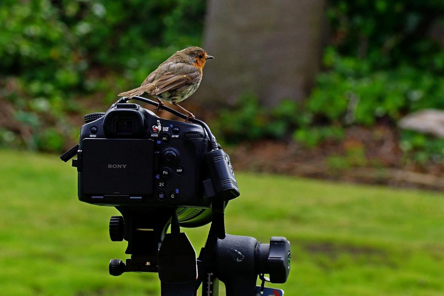 James Smiths assistant photographer in Rainford