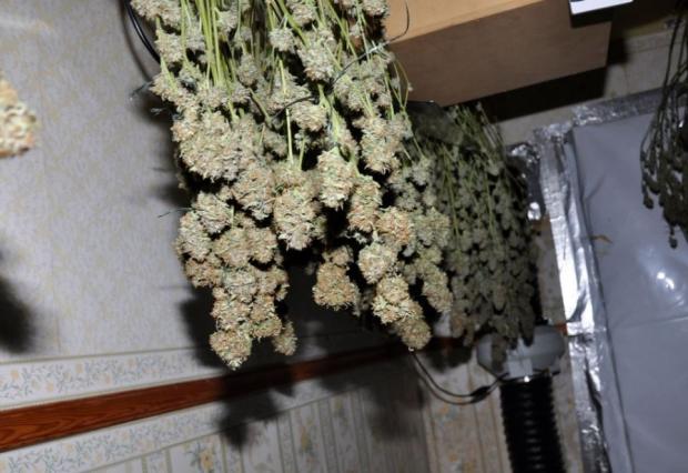St Helens Star: Some of the cannabis found in the property
