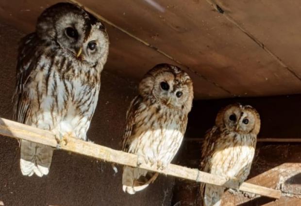 St Helens Star: Three tawny owls have been recovered by police