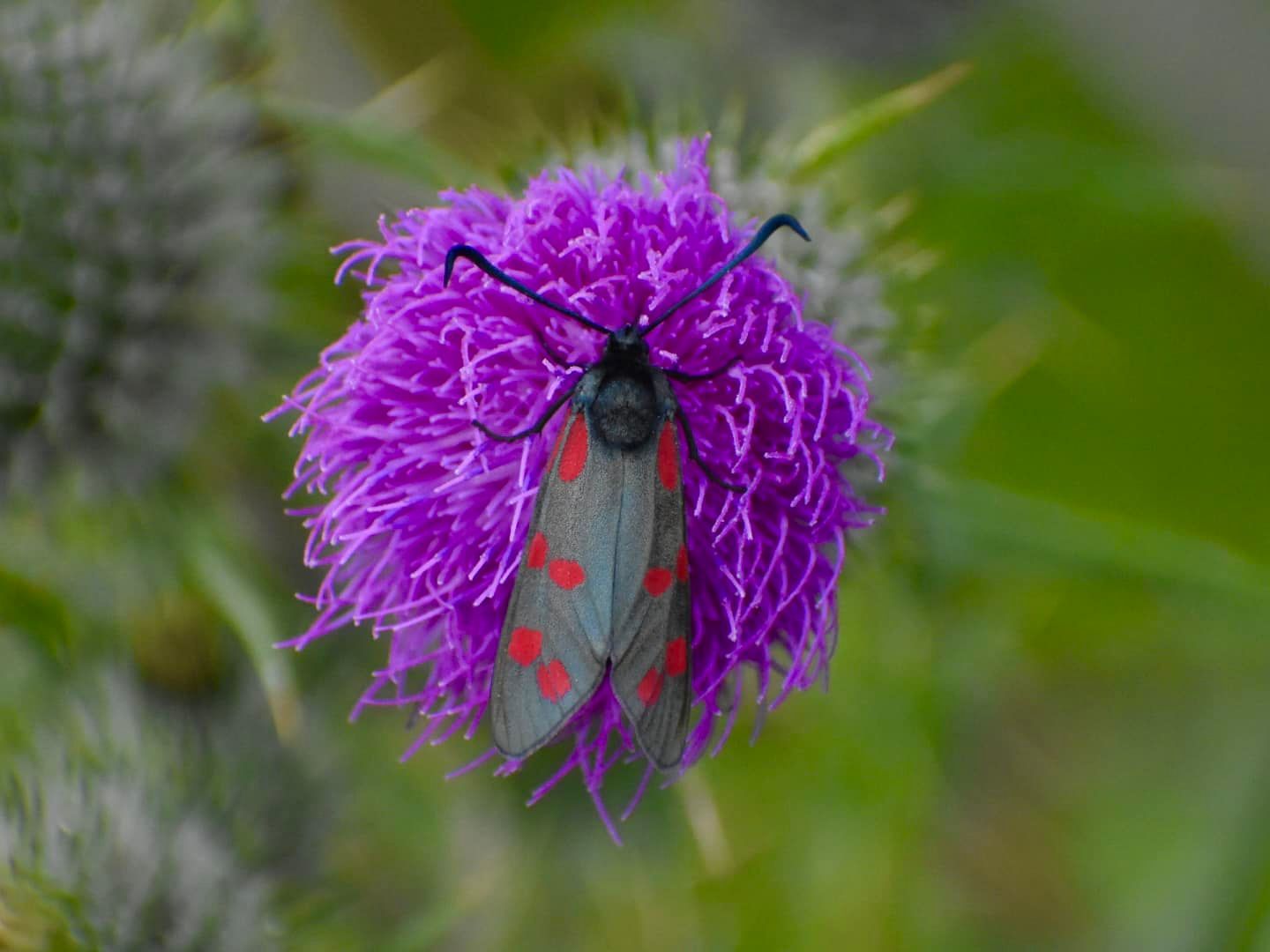 A Spotted Burnet Moth at The Dream by Alex Stringer