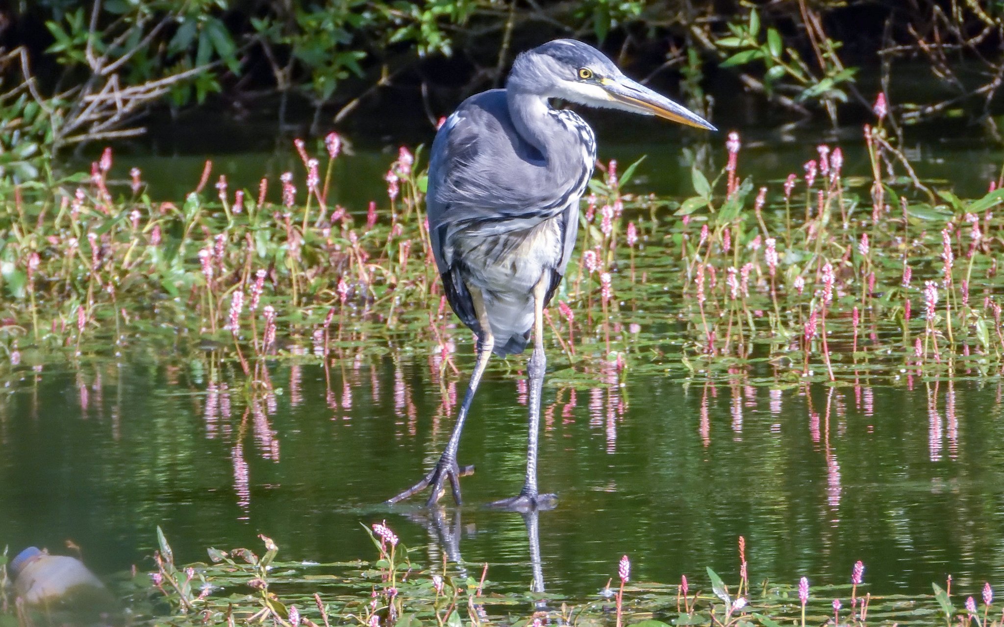 Larger than life heron at Carr Mill Dam by Keith Griffiths