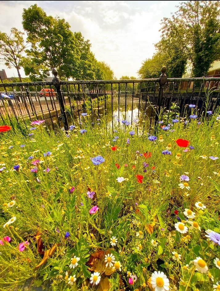 Wildflowers by the canal