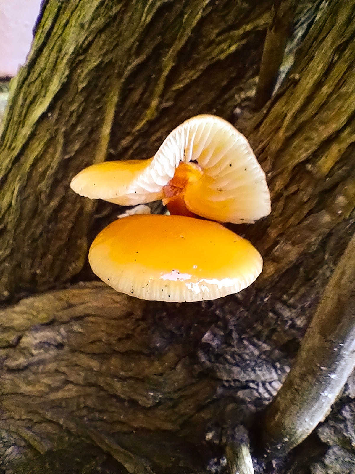 Mushrooms from Jane Hill