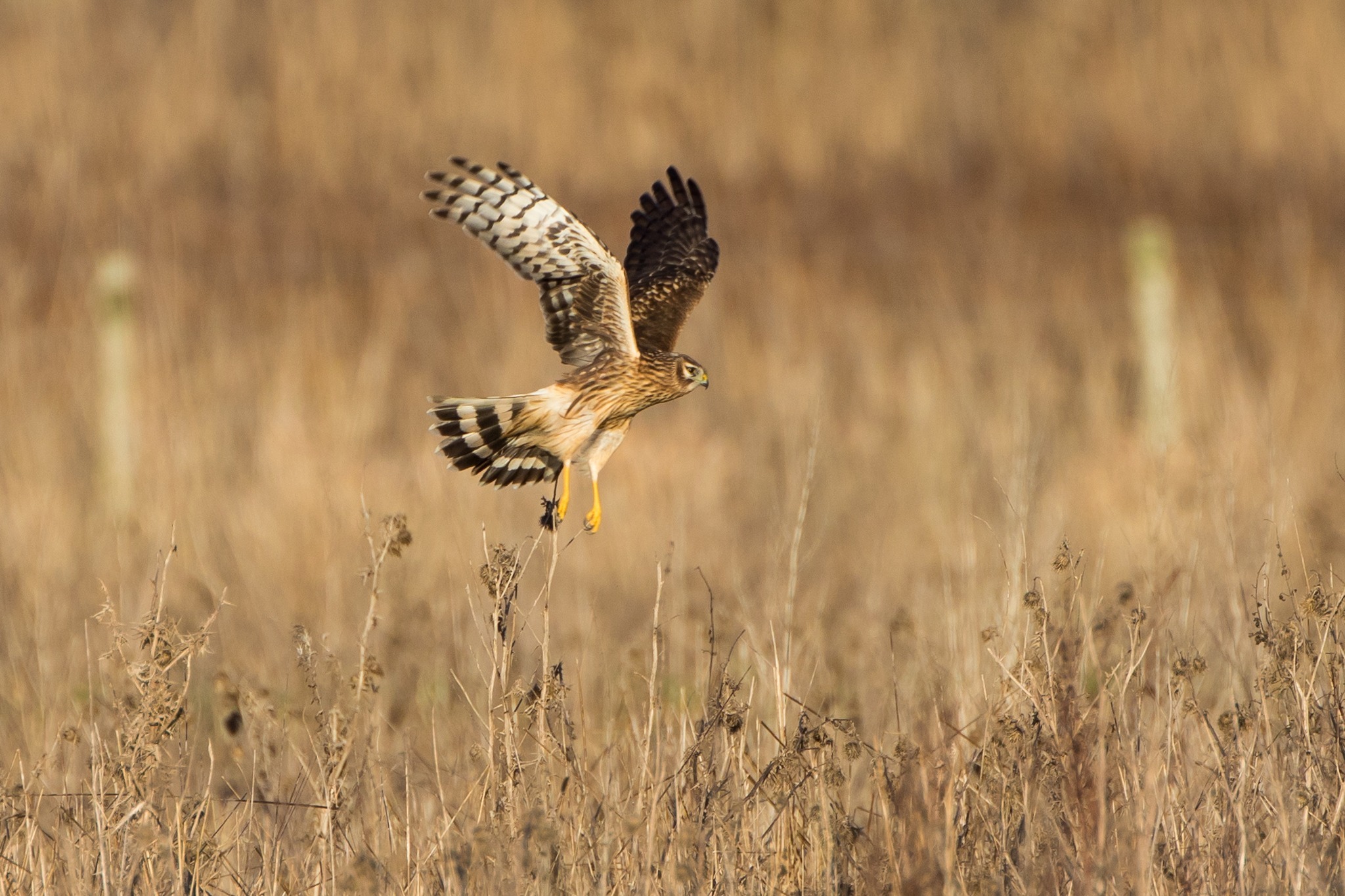 A Hen Harrier in Flight by Paul Wilson