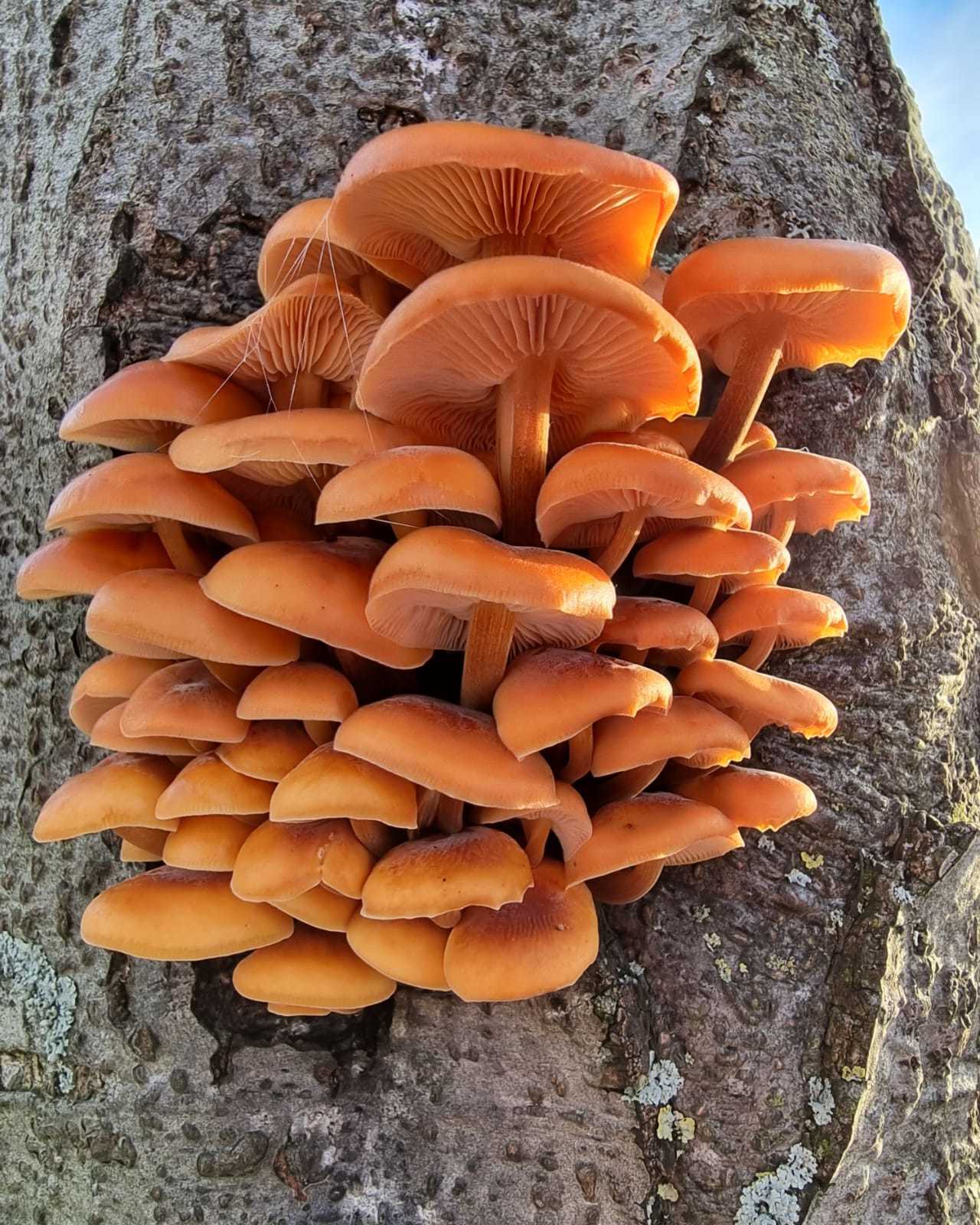 Mushrooms on a tree on Edge Lane, Liverpool