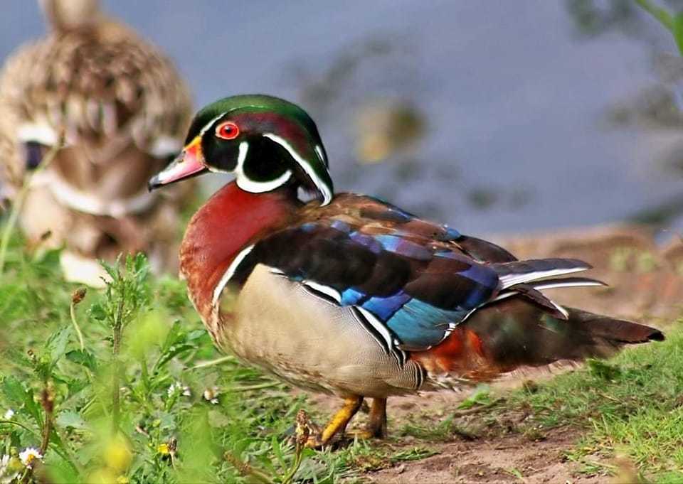 A colorful wood duck by Peter Boylan
