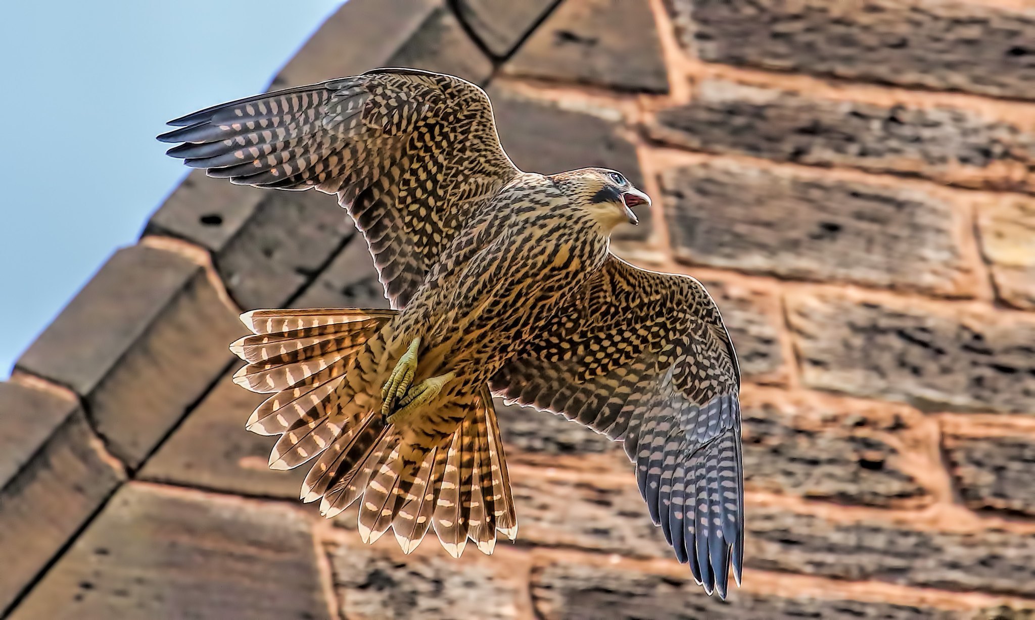 A peregrine falcon at St Chads Church, Kirkby by Ste Jones