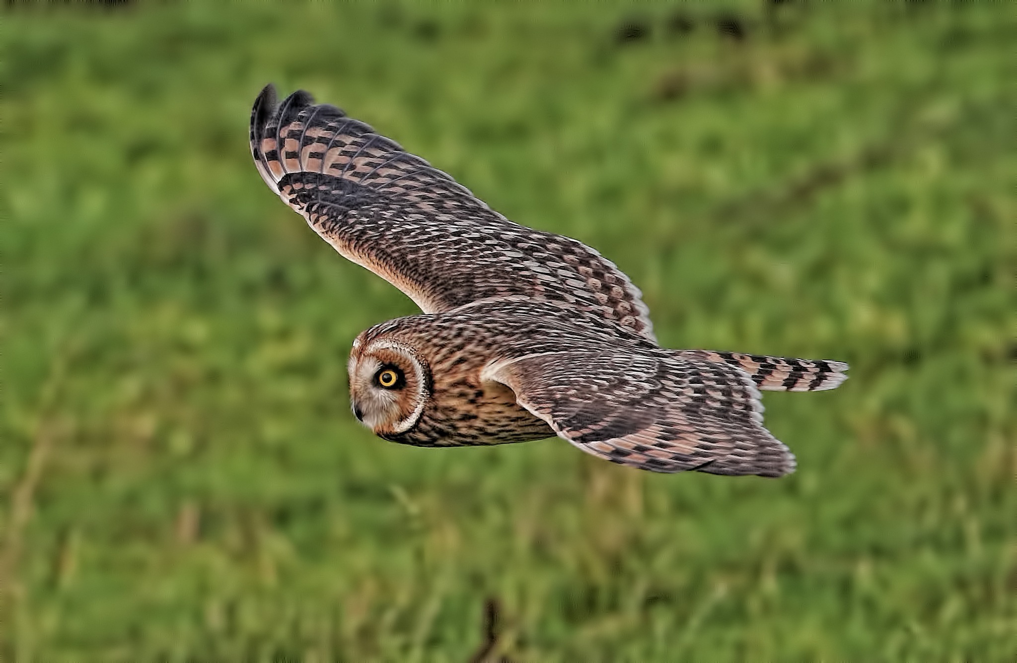 Short eared owl by Ste Jones