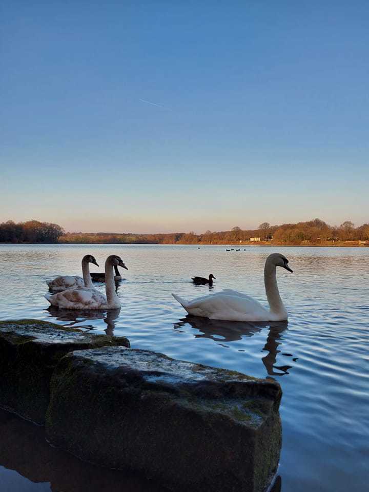 Swan Lake (Carr Mill Dam) by Emma Lacey