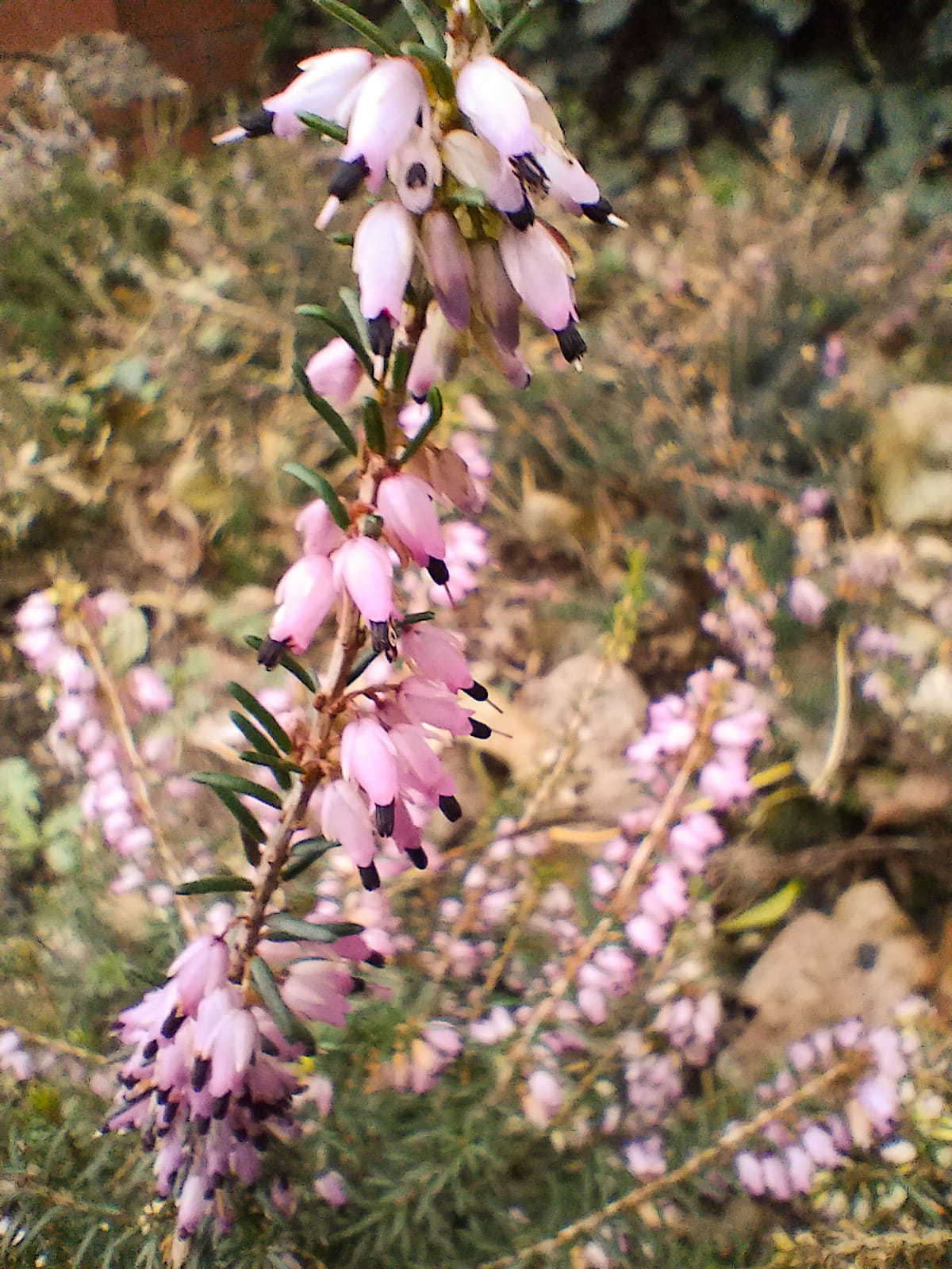 Erica × darleyensis in Taylor Park by Jen Hill