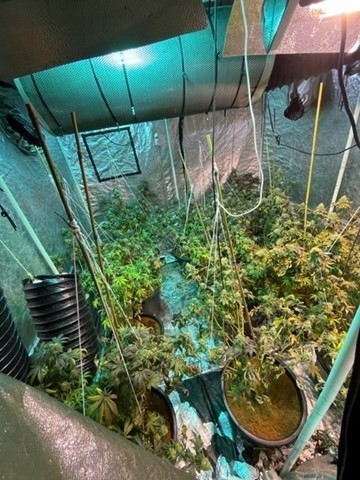 Cannabis plants found at the address